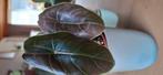 Alocasia Azlanii knolletjes te koop, Ophalen of Verzenden, Halfschaduw, Minder dan 100 cm
