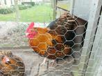 Orpington haan  / tevens jonge Welsumer haan, Dieren en Toebehoren, Pluimvee, Mannelijk, Kip
