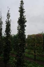 Fagus orientalis 'Iskander' Oosterse beuk, Kaukasische beuk, Ophalen of Verzenden, Lente, Vaste plant, Halfschaduw