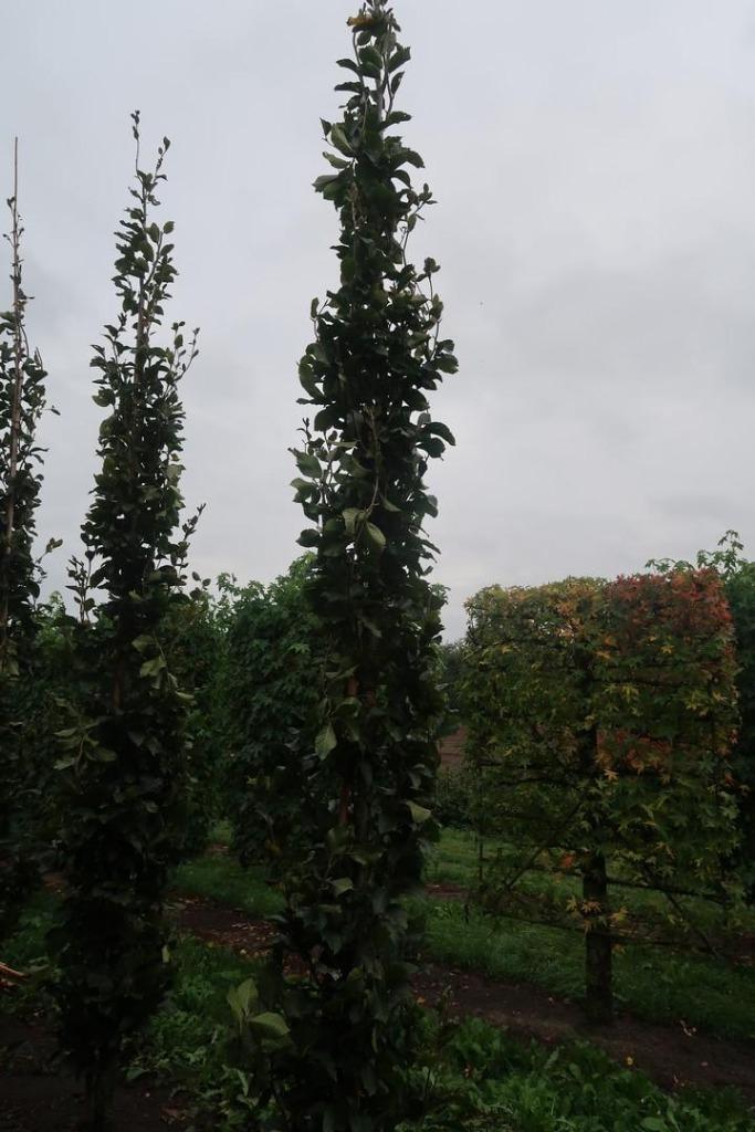 Fagus orientalis 'Iskander' Oosterse beuk, Kaukasische beuk, Tuin en Terras, Planten | Tuinplanten, Vaste plant, Halfschaduw, Lente
