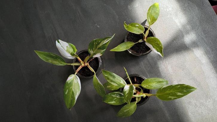 Philodendron White Princess klein 🌱, Huis en Inrichting, Kamerplanten, Overige soorten, Minder dan 100 cm, Groene kamerplant