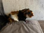 Koppeltje 3kleur Gladhaar en borstel cavia's, Mannelijk, Cavia, Voor 1 juli 2024, Tam