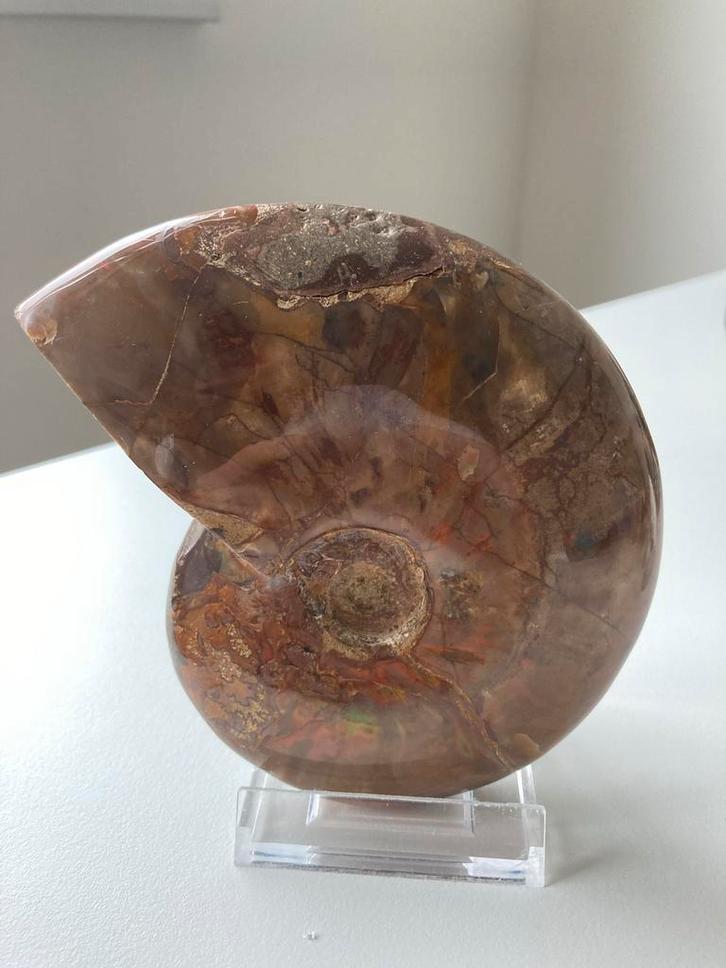 Gepolijste Ammoniet Fossiel, Verzamelen, Mineralen en Fossielen, Fossiel, Ophalen of Verzenden