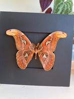 Attacus atlas, Ophalen of Verzenden, Nieuw, Insect, Opgezet dier