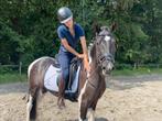 3 jarige ruin, super Lief!!, Dieren en Toebehoren, Pony's, Ruin, Dressuurpony, Ingeënt, 3 tot 6 jaar