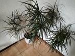 Kamer plant, Ophalen, In pot, Halfschaduw, Minder dan 100 cm