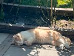 Silvester en Adam zoken op nieuw thuis!, Dieren en Toebehoren, Katten en Kittens | Raskatten | Korthaar, Kater