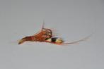 Oranje Haakaas vlieg dropshot bug nymph kunstaas, Watersport en Boten, Hengelsport | Vliegvissen, Haak, Ophalen