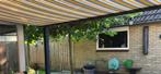 Bomen, Tuin en Terras, Planten | Bomen, Ophalen, Zomer, Volle zon, Overige soorten