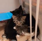 3 lieve kittens zoeken een nieuw huisje, Dieren en Toebehoren, Katten en Kittens | Overige Katten, Meerdere dieren, 0 tot 2 jaar
