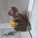2 Meyer-papegaaien (Poicephalus Meyeri Damarensis), Dieren en Toebehoren, Vogels | Parkieten en Papegaaien, Geslacht onbekend
