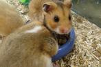 Goudhamster hamster hamsters, Meerdere dieren, Hamster, Tam