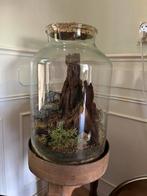 Planten terrarium / ecosysteem, Huis en Inrichting, Ophalen, Halfschaduw, Minder dan 100 cm