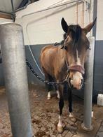 Paard / pony scheren heel Nl+DE   (+10 jaar ervaring)