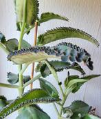 Kalanchoe Daigremontiana., Ophalen of Verzenden, Overige soorten, Minder dan 100 cm