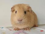 Crème baby zeugje, Dieren en Toebehoren, Knaagdieren, Januari, Vrouwelijk, Cavia