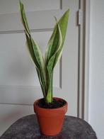 SANSEVIERIA in aardewerk pot VROUWENTONG SLANGENPLANT, Huis en Inrichting, Kamerplanten, Ophalen, Halfschaduw, Minder dan 100 cm