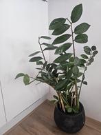 Zamioculcas Zamiifolia plant met extra mooie pot, Huis en Inrichting, Kamerplanten, Ophalen, Minder dan 100 cm