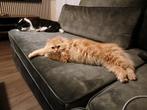 Nestje kittens Noorseboskat x Perzische, Meerdere dieren, 0 tot 2 jaar