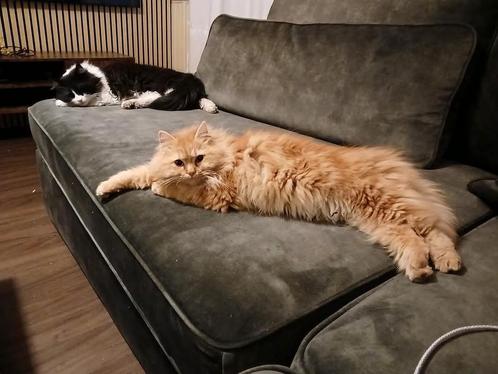 Nestje kittens Noorseboskat x Perzische, Dieren en Toebehoren, Katten en Kittens | Raskatten | Langhaar, Meerdere dieren, 0 tot 2 jaar