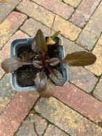 Kruipend zenegroen ‘Ajuga reptans’ “black scallop” vaste pla, Ophalen, Halfschaduw, Minder dan 100 cm