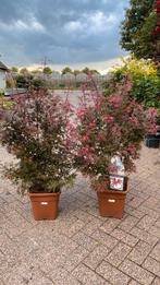 Japanse esdoorn ‘shaina’, Tuin en Terras, Ophalen, Overige soorten