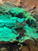 Pogona vitticeps - jonge baardagaam