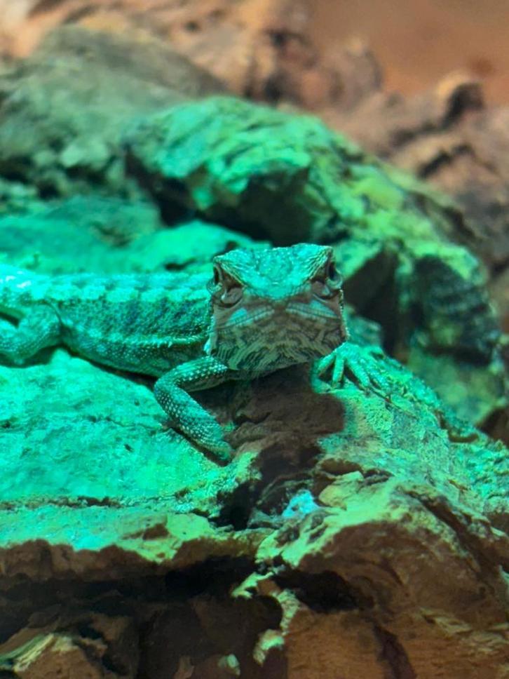 Pogona vitticeps - jonge baardagaam, Dieren en Toebehoren, Reptielen en Amfibieën, Hagedis, 0 tot 2 jaar
