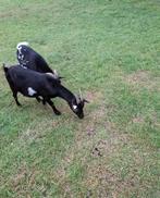 Mooie geiten  en geiten bokken., Dieren en Toebehoren, Schapen, Geiten en Varkens, Meerdere dieren, Geit, 0 tot 2 jaar