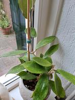 Hoya Meredithii stekjes, Ophalen, Overige soorten, Minder dan 100 cm