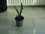 sansevieria in metalen emmertje totaal 47 cm, Ophalen, Overige soorten, In pot, Minder dan 100 cm