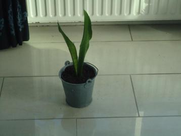 sansevieria in metalen emmertje totaal 47 cm  beschikbaar voor biedingen