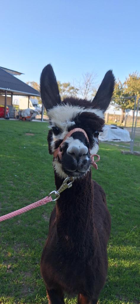 Wandel-alpaca hengst Rocco, Dieren en Toebehoren, Overige Dieren, Mannelijk, Mei