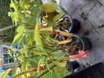 Brugmansia wit en roze, Tuin en Terras, Ophalen, Overige soorten, Volle zon