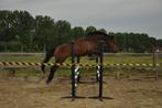 Betrouwbare, lieve 6-jarige KWPN ruin voor sport én plezier, Springpaard, Gechipt, Ruin, 3 tot 6 jaar