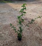 Acer campestre🌿 Veldesdoorn, Tuin en Terras, Ophalen, Overige soorten, Minder dan 100 cm