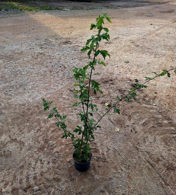 Acer campestre🌿 Veldesdoorn, Tuin en Terras, Planten | Struiken en Hagen, Overige soorten, Minder dan 100 cm, Ophalen