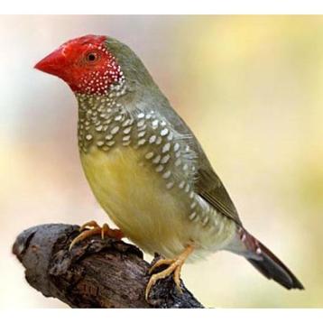 Tropische vogels gevraagd beschikbaar voor biedingen