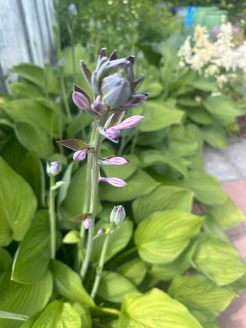 Hosta plantaginea ‘Grandiflora’ beschikbaar voor biedingen