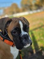Boxer reutje pup met fci stamboom, Particulier, Rabiës (hondsdolheid), 15 weken tot 1 jaar, Buitenland