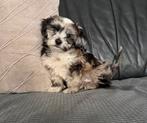 Mega lief prachtig  maltipoo reutje, Dieren en Toebehoren, Honden | Chihuahua's en Gezelschapshonden, Overige rassen, 8 tot 15 weken