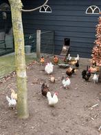 Serama broedeieren, Dieren en Toebehoren, Pluimvee, Geslacht onbekend, Kip