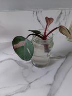 Philodendron pink Princess stekken, Huis en Inrichting, Kamerplanten, Overige soorten, Minder dan 100 cm, Groene kamerplant, Halfschaduw