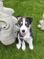 Prachtige Siberische Husky pups, 8 tot 15 weken, Poolhond, Meerdere, Meerdere dieren
