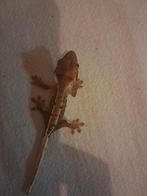 Jonge wimper gekko's, Dieren en Toebehoren, Reptielen en Amfibieën, Hagedis, Tam, 0 tot 2 jaar