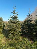 Nordmann Kerstbomen, Tuin en Terras, Overige soorten, 250 tot 400 cm, Zomer, Ophalen