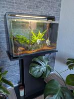 Superfish home 60 aquarium., Dieren en Toebehoren, Ophalen, Zo goed als nieuw, Leeg aquarium