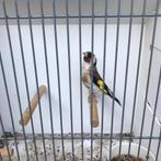 Majoor putter man, Dieren en Toebehoren, Vogels | Overige Vogels, Mannelijk, Wildzangvogel