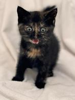 Gouden huis gezocht voor kittens, Dieren en Toebehoren, Katten en Kittens | Overige Katten, Meerdere dieren, Kortharig, 0 tot 2 jaar