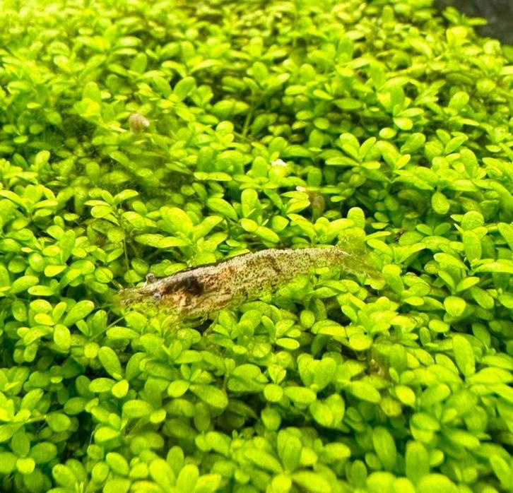 Wildkleurige garnalen, Dieren en Toebehoren, Vissen | Aquariumvissen, Kreeft, Krab of Garnaal